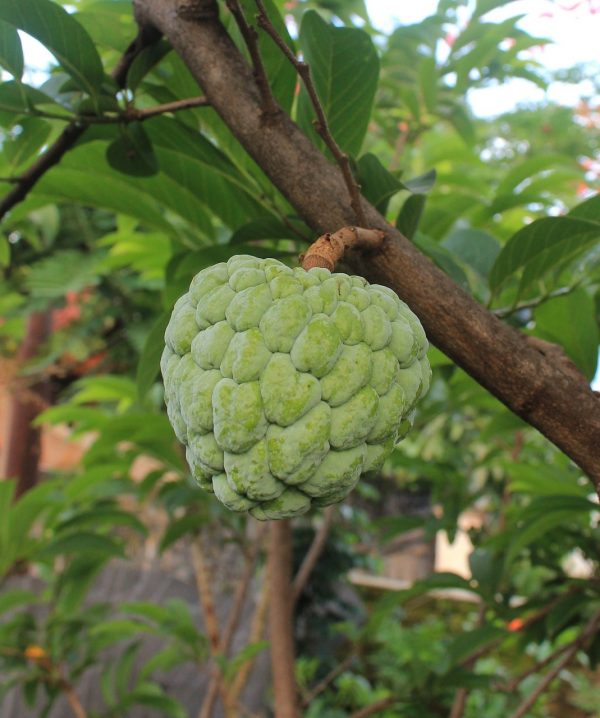 Cherimoya (Annonacherimola) – Υποτροπικό - 5 lt