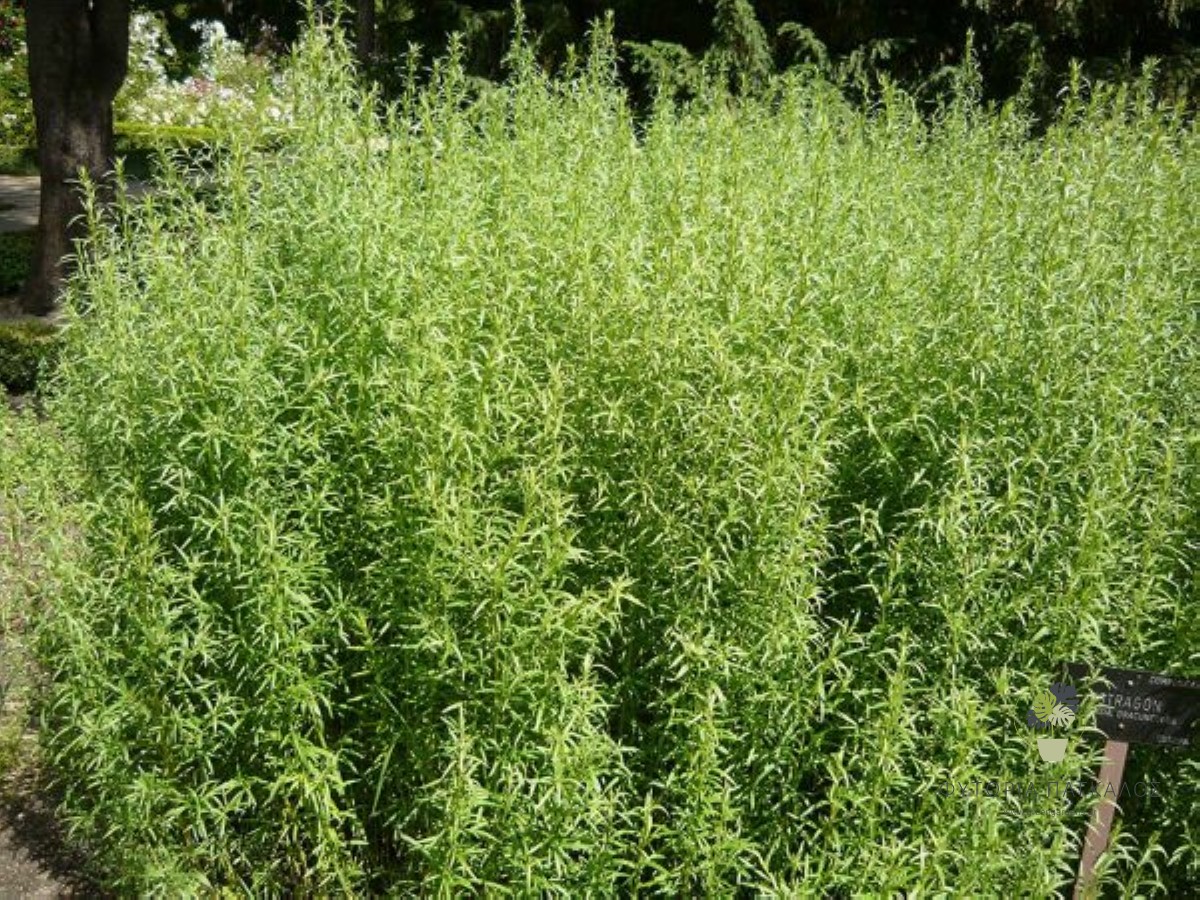 🌿 Εστραγκόν – Αρτεμισία (Artemisia dracunculus)