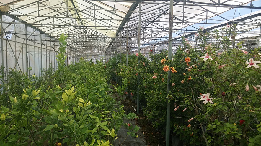 Φυτώρια - φωτογραφία 1