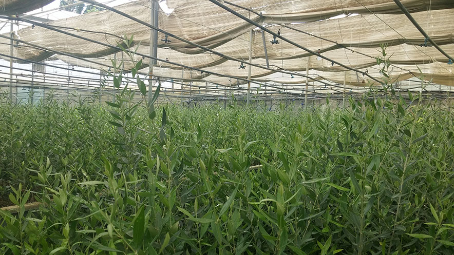 Φυτώρια - φωτογραφία 2