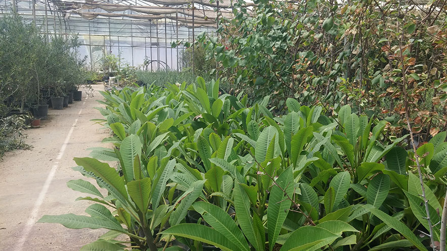 Φυτώρια - φωτογραφία 3