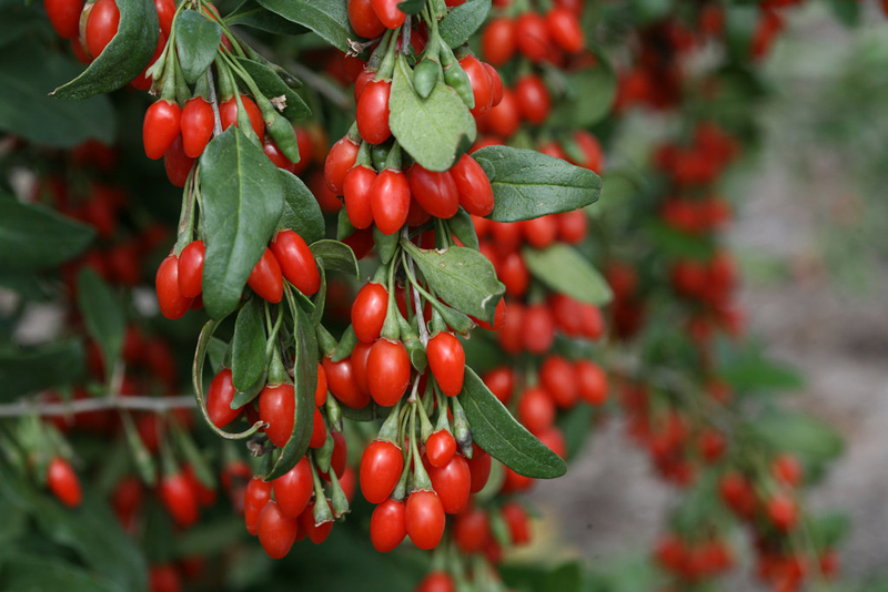 Goji Berry - 
