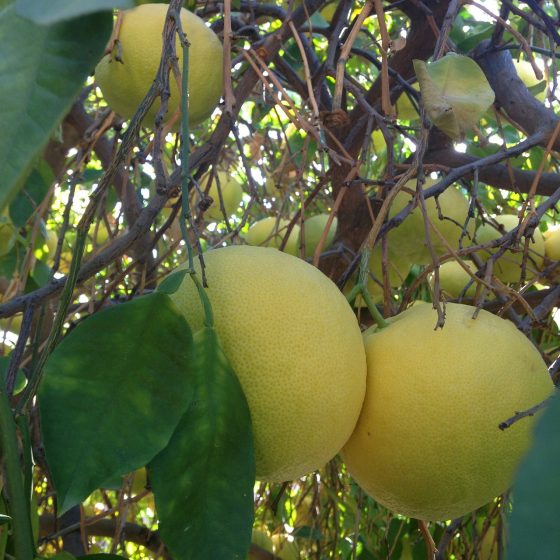 Γκρέιπ Φρουτ (Citrus × paradisi) - 2