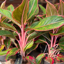 Αγλαόνημα (Aglaonema sp)