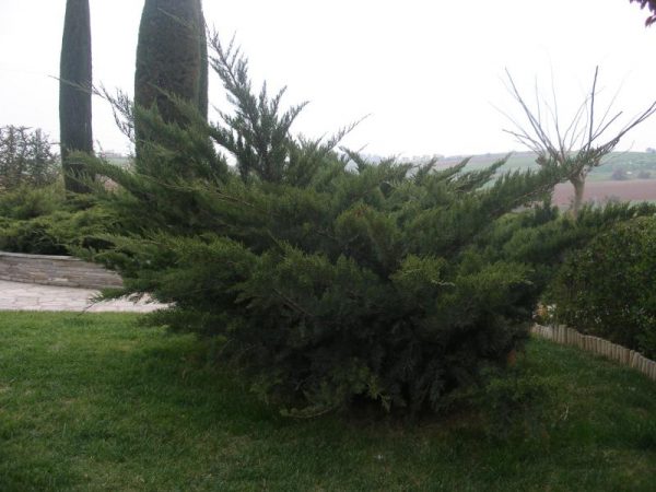 Γιουνίπερους (Juniperus sp)