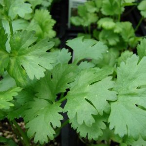 Κόλιανδρος (Coriandrum sativum) - 2 lt