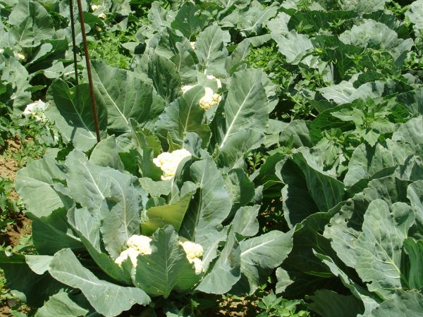 Κουνουπίδι - 