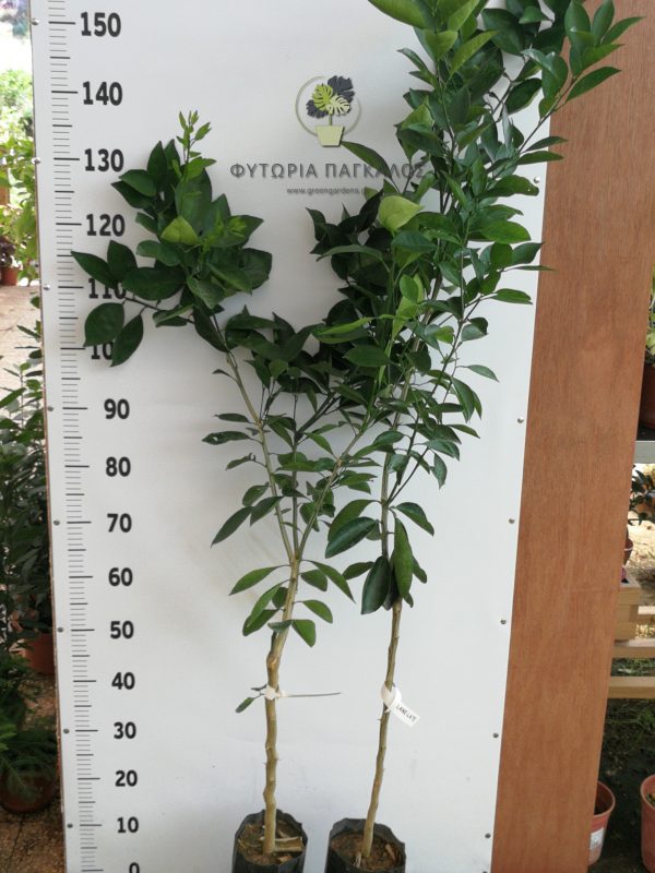 🌿 Πορτοκαλιά Lane Late (Citrus × sinensis) - 1