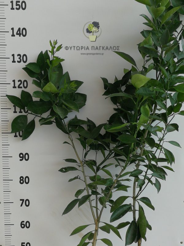 🌿 Πορτοκαλιά Lane Late (Citrus × sinensis) - 2
