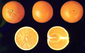 🌿 Πορτοκαλιά Lane Late (Citrus × sinensis) - 3
