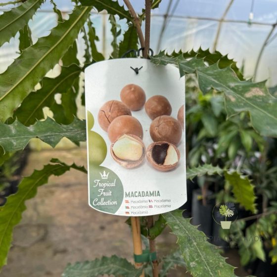 Macadamia  - 3