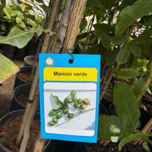 Mamon Verde - 5 lt