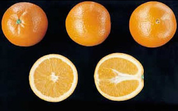 🌿 Πορτοκαλιά Merlin (Citrus × sinensis) - 3