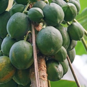 Παπάγια (Carica papaya) - 3 lt
