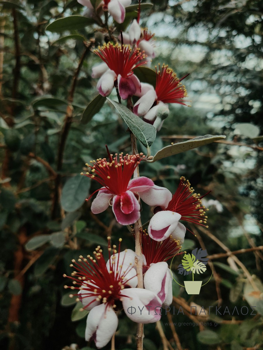 ΦΕΪΟΓΙΑ – Feijoa sellowiana