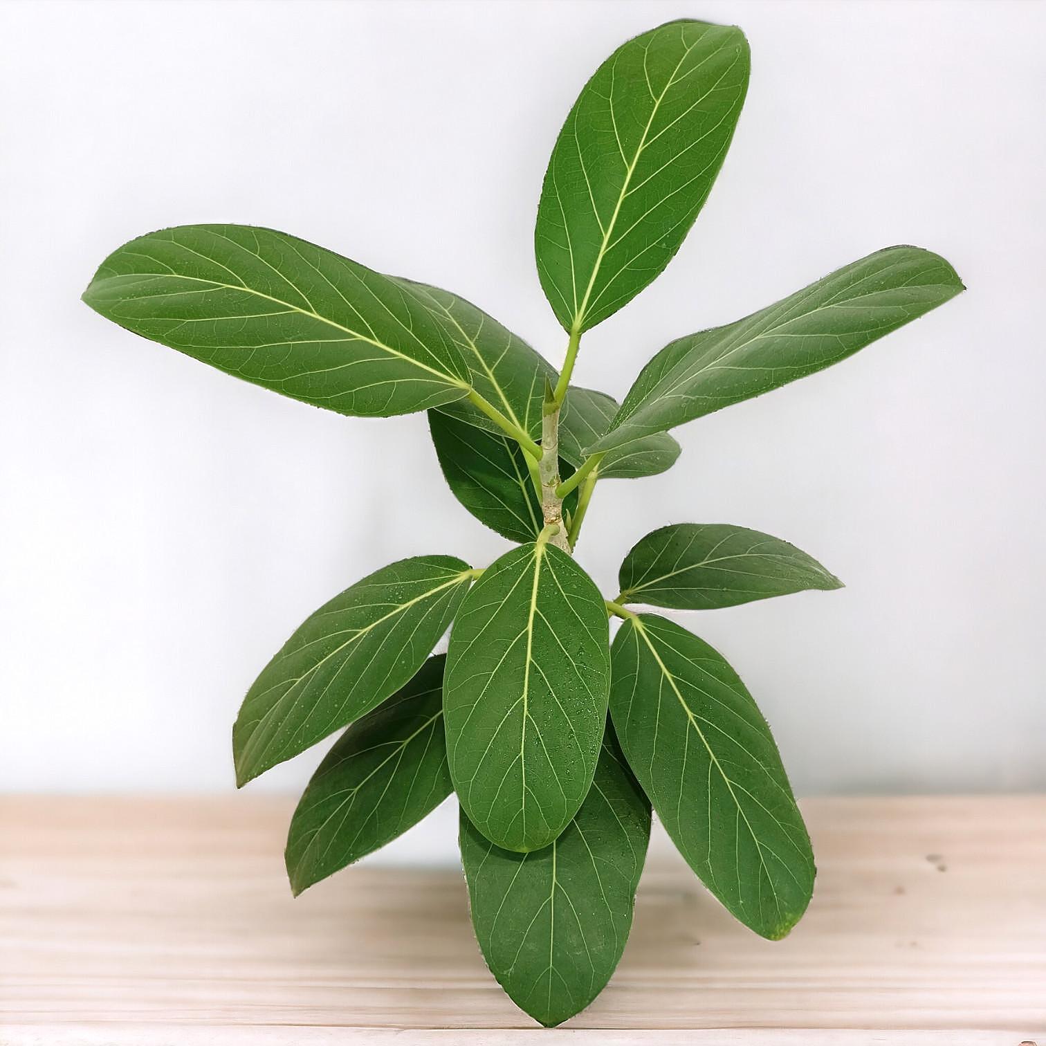 Φίκος Audrey (Ficus Audrey) - 2