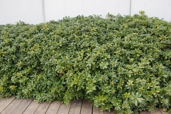 Αγγελική Κοινή (Pittosporum tobira)