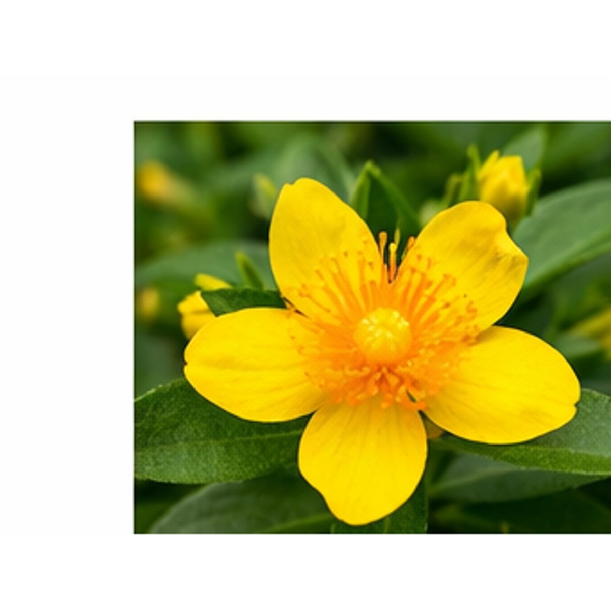 ΥΠΕΡΙΚΟ – Hypericum calycinum - 3