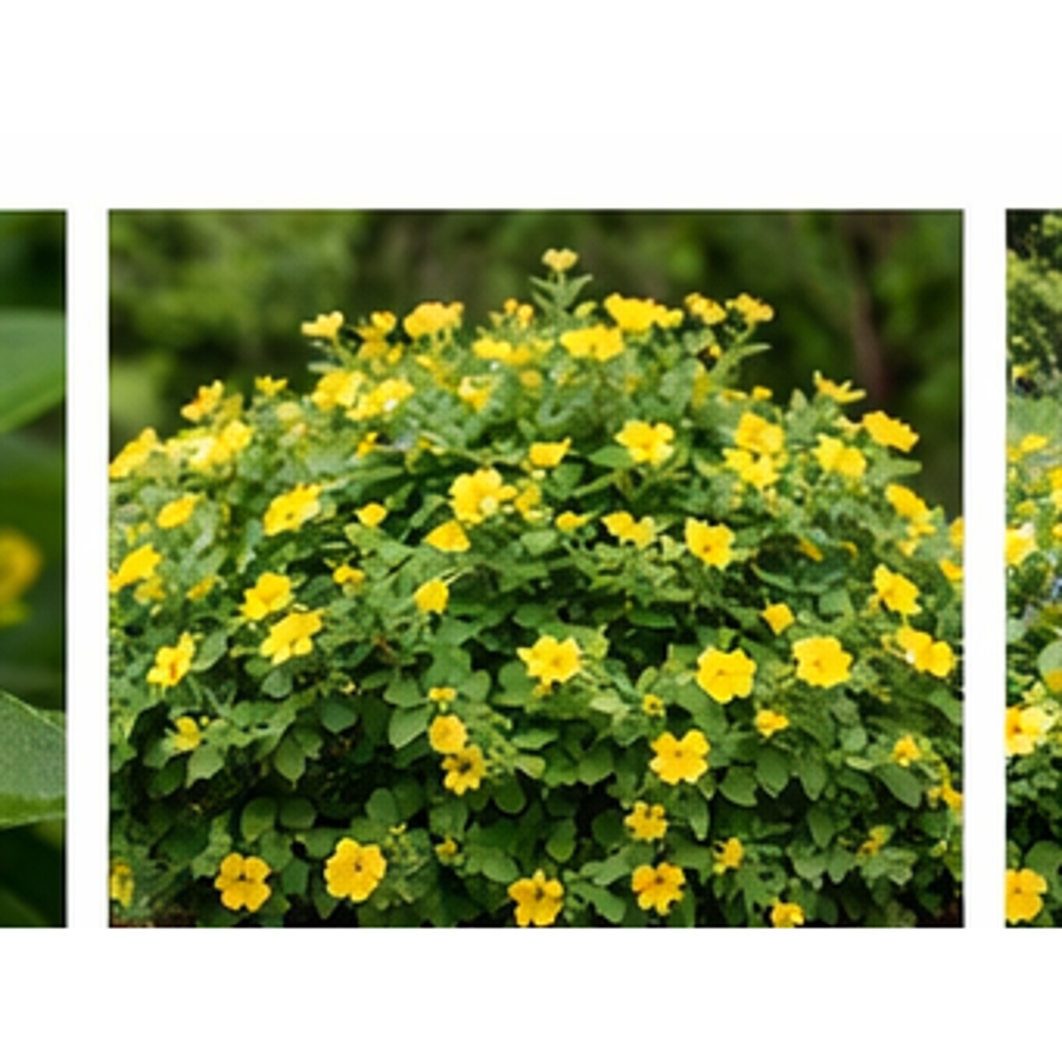ΥΠΕΡΙΚΟ – Hypericum calycinum - 1