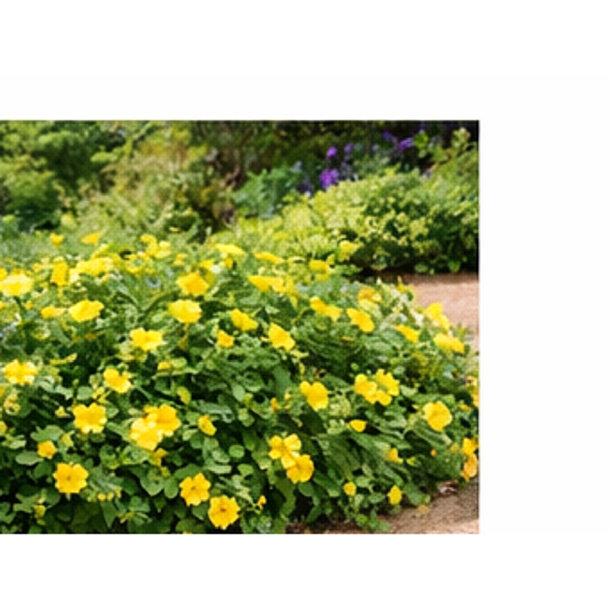 ΥΠΕΡΙΚΟ – Hypericum calycinum - 2