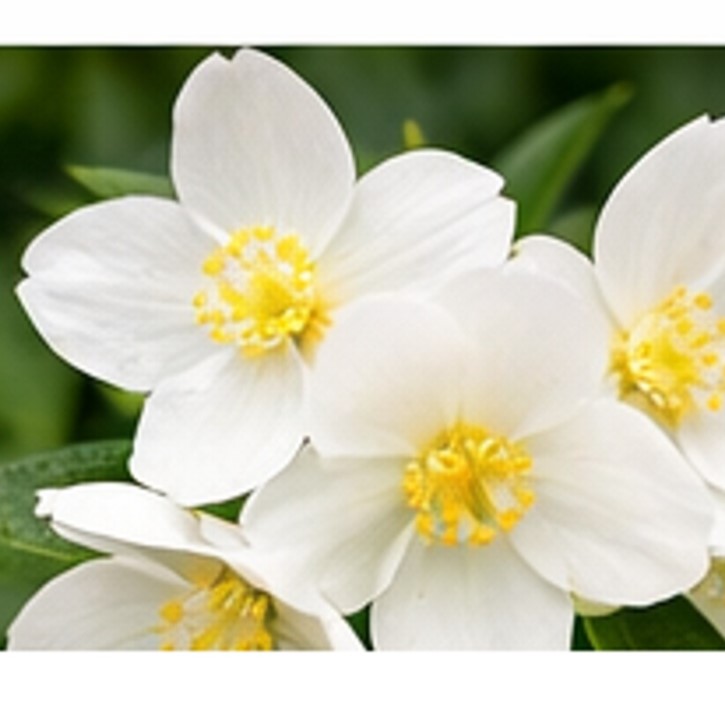 ΦΙΛΑΔΕΛΦΟΣ – Philadelphus - 1