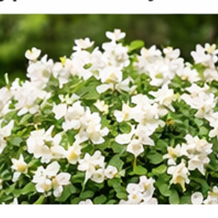 ΦΙΛΑΔΕΛΦΟΣ – Philadelphus - 2