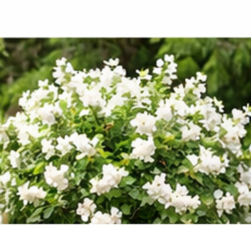 ΦΙΛΑΔΕΛΦΟΣ – Philadelphus - 3