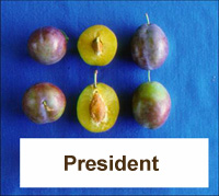 Δαμασκηνιά President (Prunus domestica)