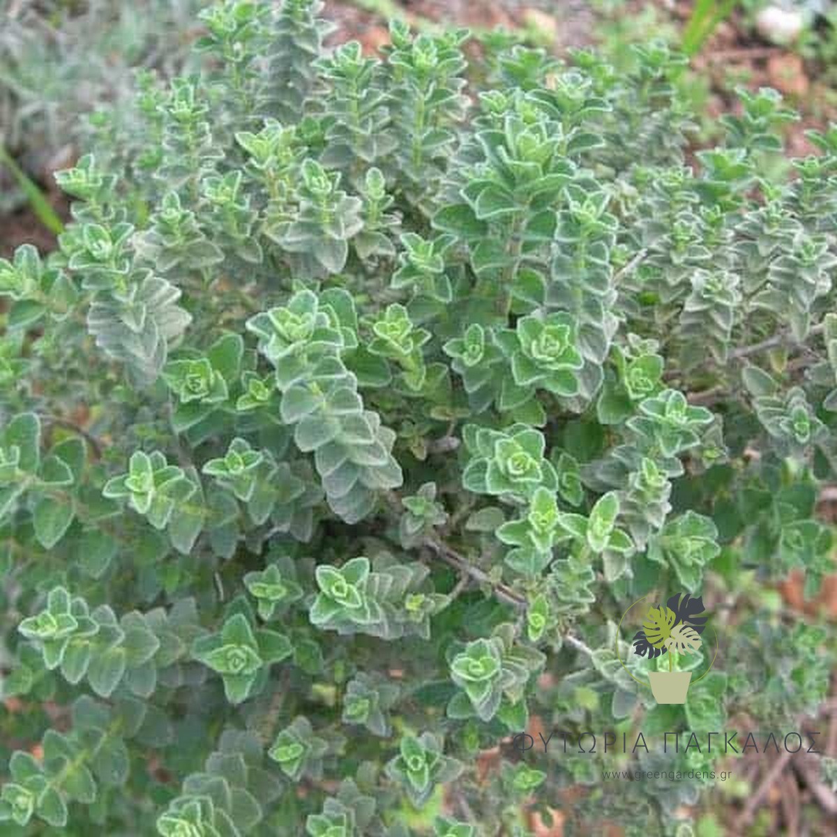 Ρίγανη (Origanum vulgare) - 1