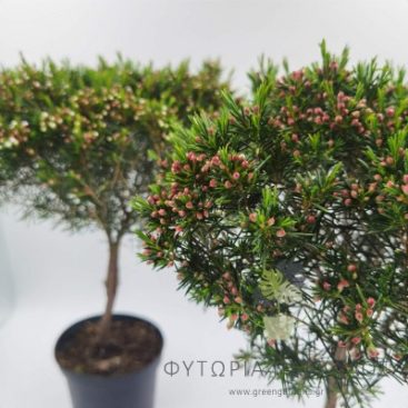 Wax flower ή Κηρολούλουδο