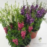 Αγγελόνια – Angelonia sp. - 2 lt