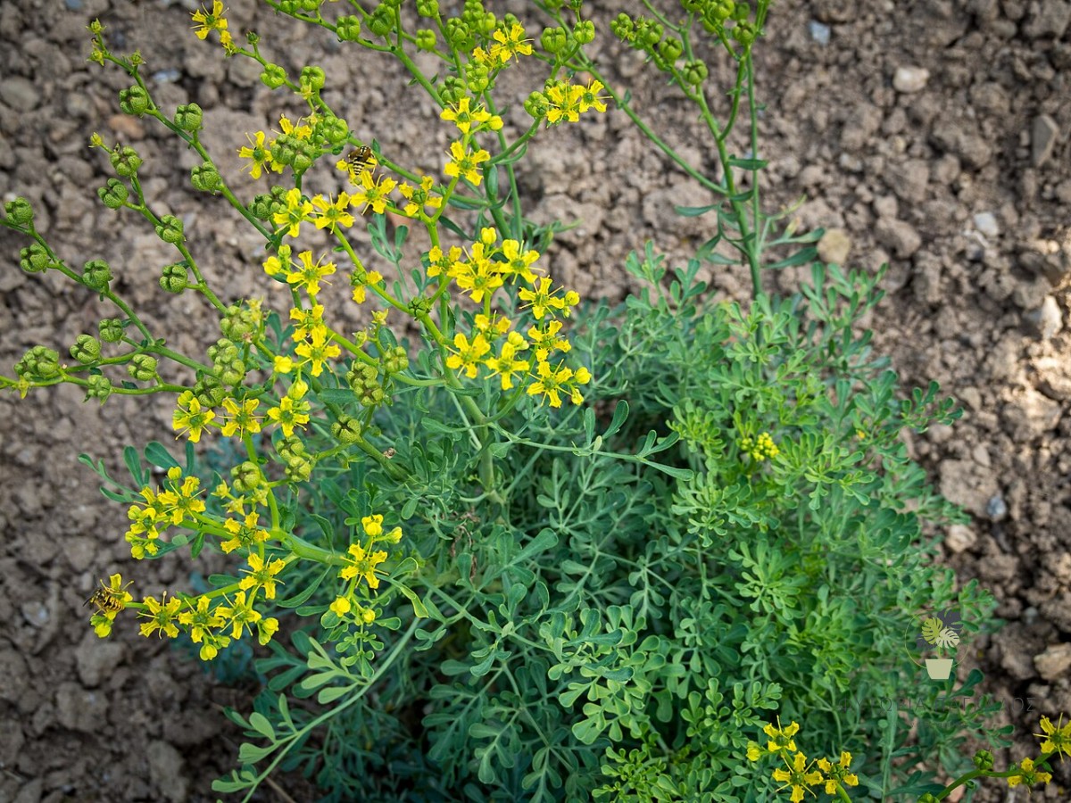 🌿 Απήγανος (Ruta graveolens)
