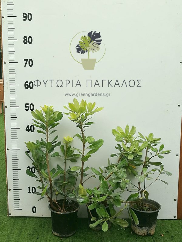 Αγγελική κοινή (Pittosporum tobira)
