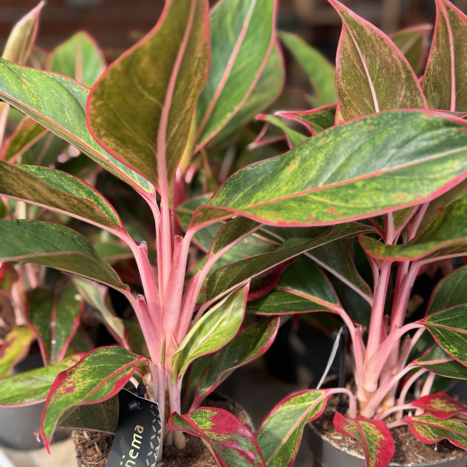Αγλαόνημα (Aglaonema sp) - 12 cm