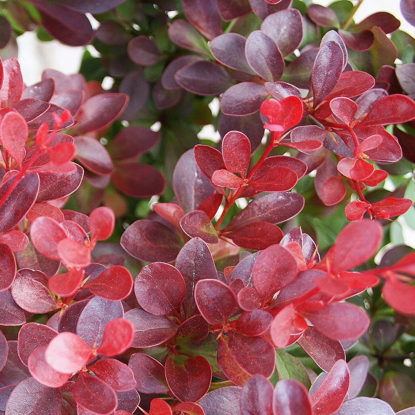 Βερβερίδα (Berberis thunbergii)