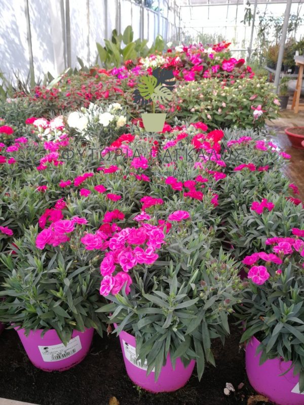 Γαρύφαλλο (Dianthus caryophyllus) – Αρωματικό Ανθοφόρο Φυτό - 1