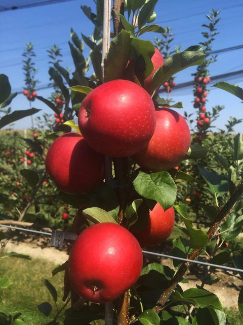 Μηλιά Γκαλά (Gala) (Malus domestica) - 5 lt
