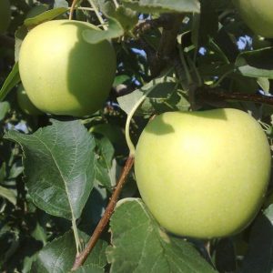 Μηλιά Golden ( Malus domestica ) - 5 lt