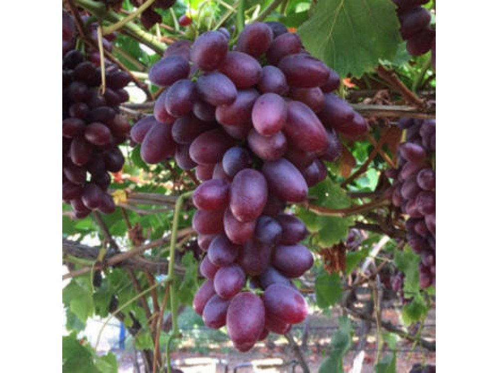 ΓΚΡΙΜΣΟΝ (Crimson Seedless) - 3 lt
