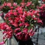 Επίφυλλο – Κάκτος των Χριστουγέννων (Schlumbergera sp.) - 2