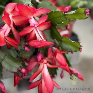 Επίφυλλο – Κάκτος των Χριστουγέννων (Schlumbergera sp.) - 3