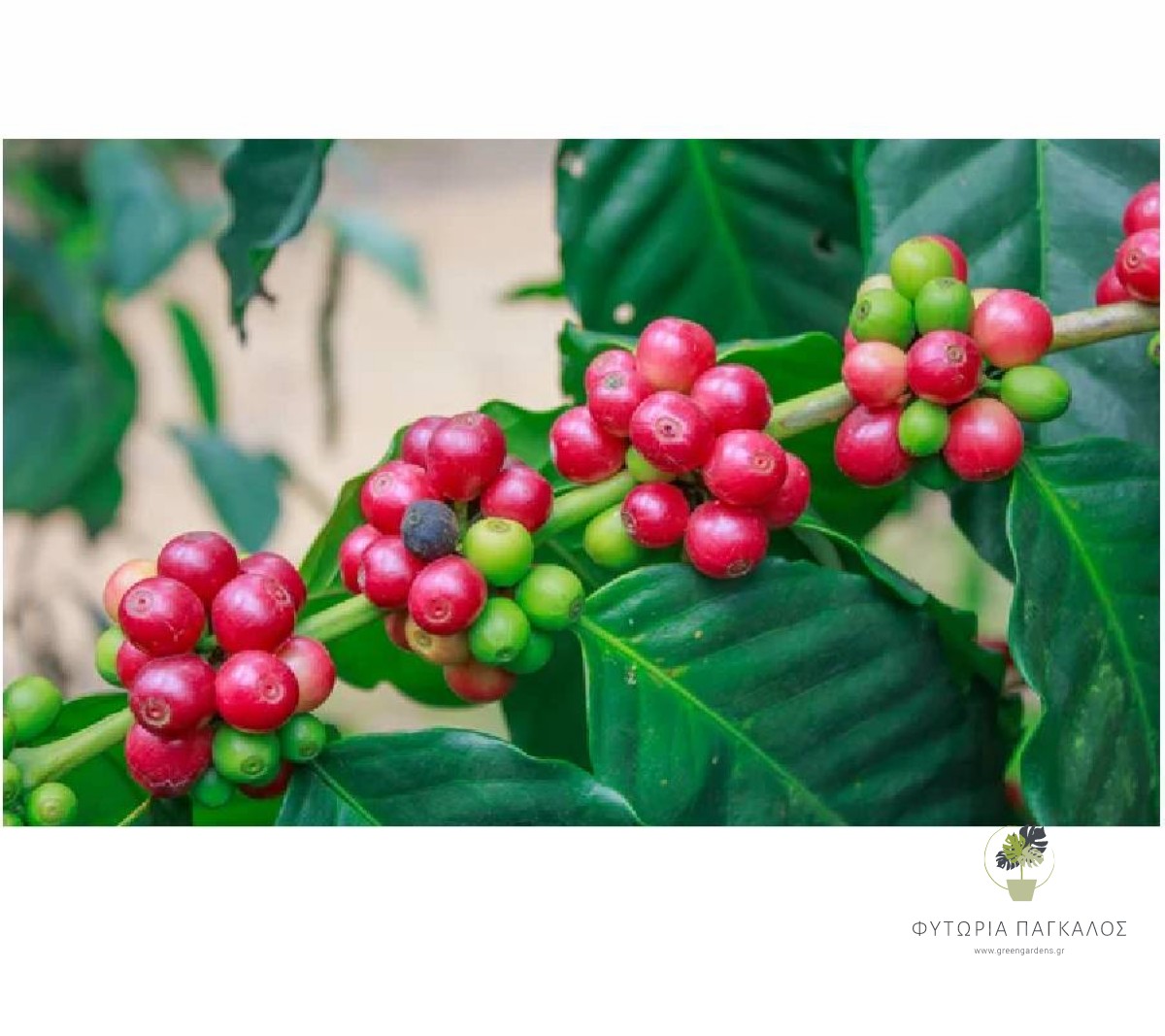 Καφεόδεντρο (Coffea arabica) – Τροπικό Καρποφόρο Δέντρο Καφέ - 2