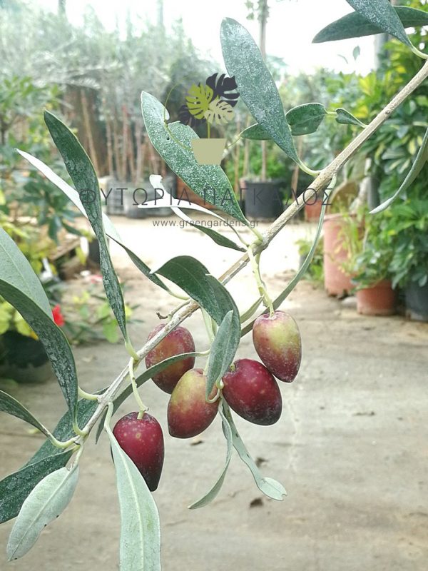 Ελιά Καλαμών - 2