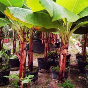 Μπανανιά (Musa japonica / Musa basjoo) - 5 lt