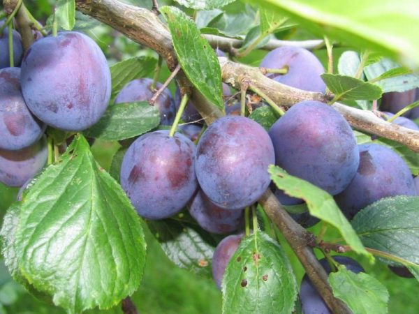 Μπλακ Ντιαμοντ (Black Diamond) (Prunus domestica)