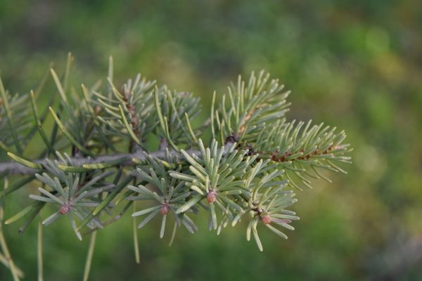 Πικέα (Picea) - 5 lt