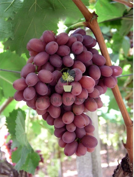 Άσπερμο, ροζέ, πρώιμο σταφύλλι - 