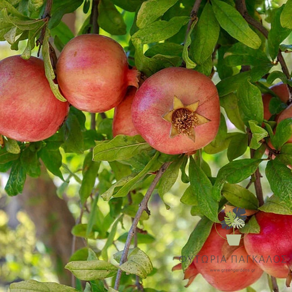 Ροδιά Ερμιόνης (Punica granatum) | Ελληνική Ποικιλία με Γλυκούς Καρπούς - 4 lt