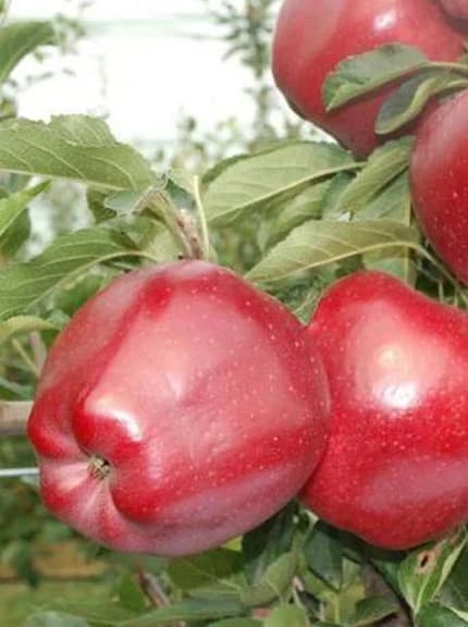 Μηλιά Super Chief (Malus domestica) - 5 lt