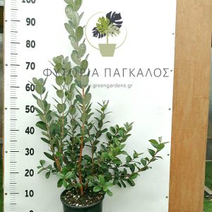 Φεϊόγια (Acca sellowiana) - 5 lt